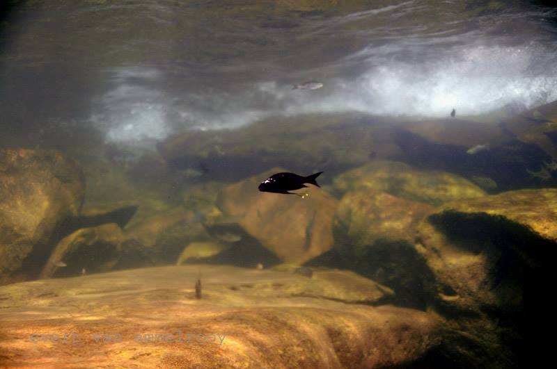 Ophthalmotilapia sp. 'whitecap' Mabilibili Bay